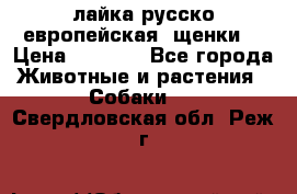 лайка русско-европейская (щенки) › Цена ­ 5 000 - Все города Животные и растения » Собаки   . Свердловская обл.,Реж г.